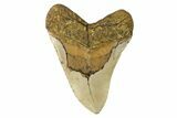 Fossil Megalodon Tooth - North Carolina #164878-2